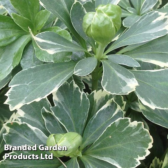 Pachysandra terminalis 'Variegata'