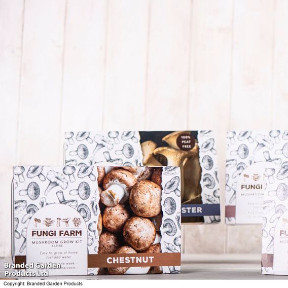Fungi Farm Mushroom Windowsill Kit - Chestnut