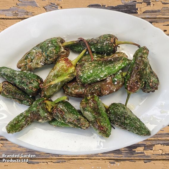 Chilli Pepper 'Padron' - Seeds