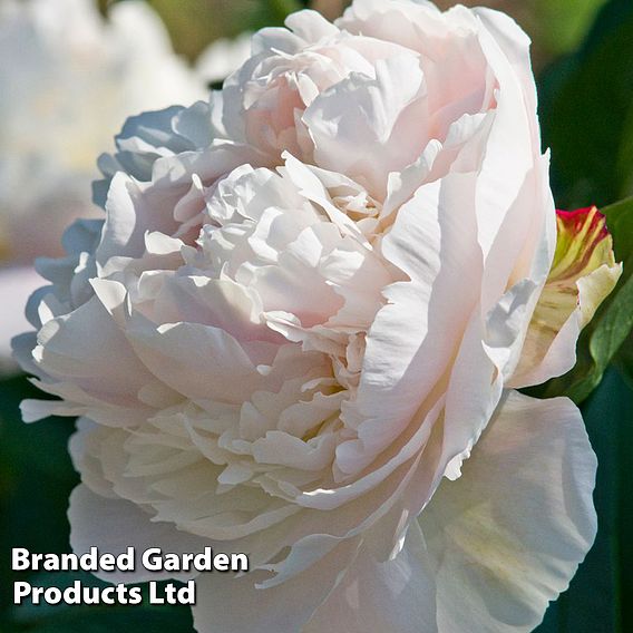 Peony 'Duchesse de Nemours'