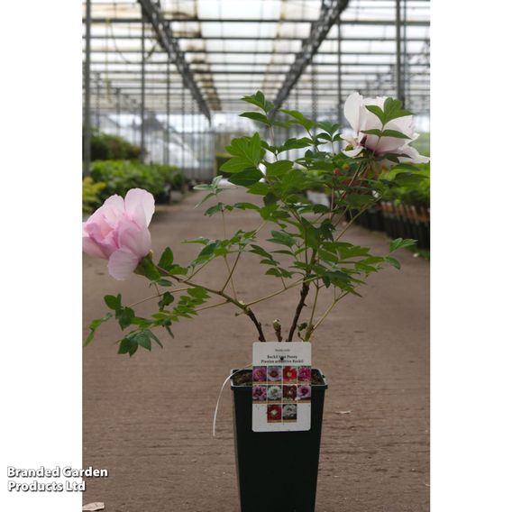 Peony 'Fen Xi Shi'