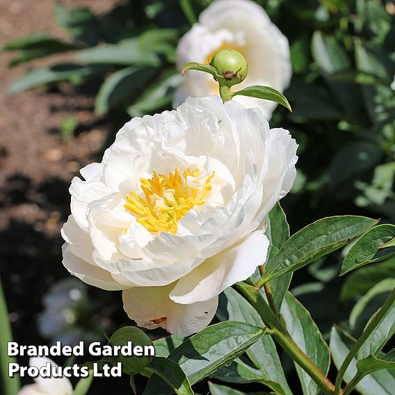 Peony 'Miss America'