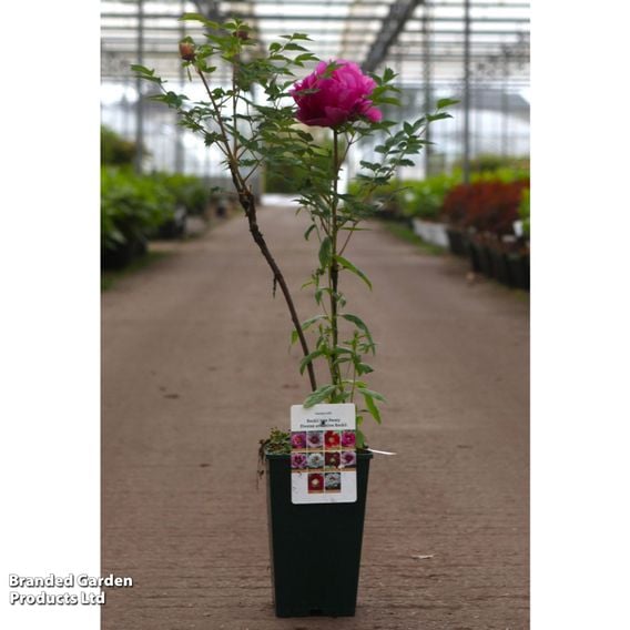 Peony 'Pin Hong'