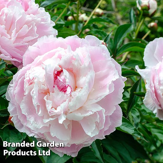 Peony 'Shirley Temple'