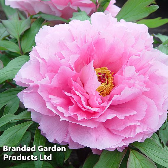 Tree Peony 'Pink'