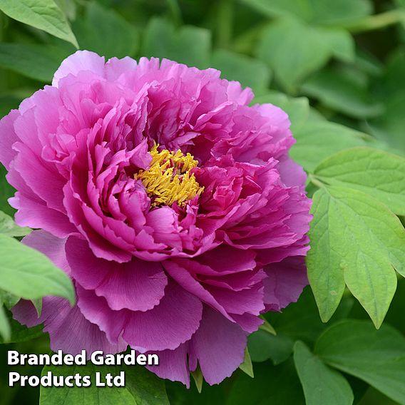 Tree Peony 'Purple'