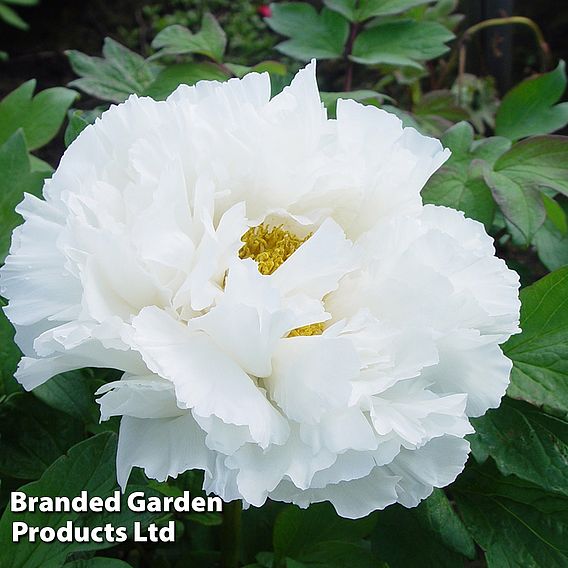 Tree Peony 'White'