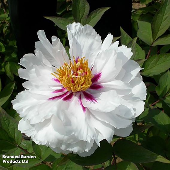 Tree Peony 'Yue Gong Zhu Guang'