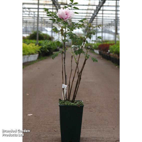 Peony 'Yi Du Chun Qiu'