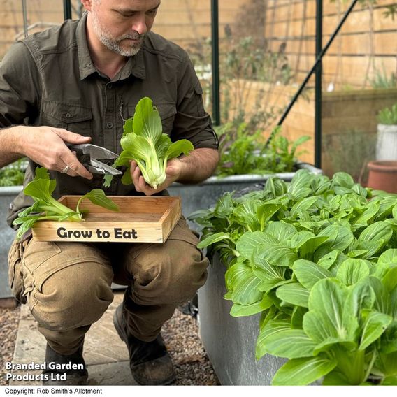 Pak Choi 'Goku' F1 - Gourmet Veg Seeds