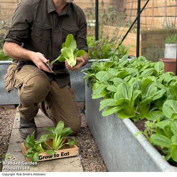 Pak Choi 'Goku' F1 - Gourmet Veg Seeds