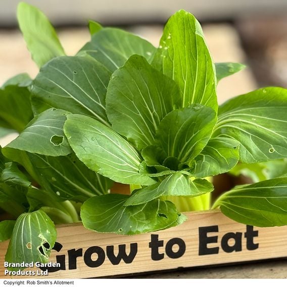 Pak Choi 'Goku' F1 - Gourmet Veg Seeds