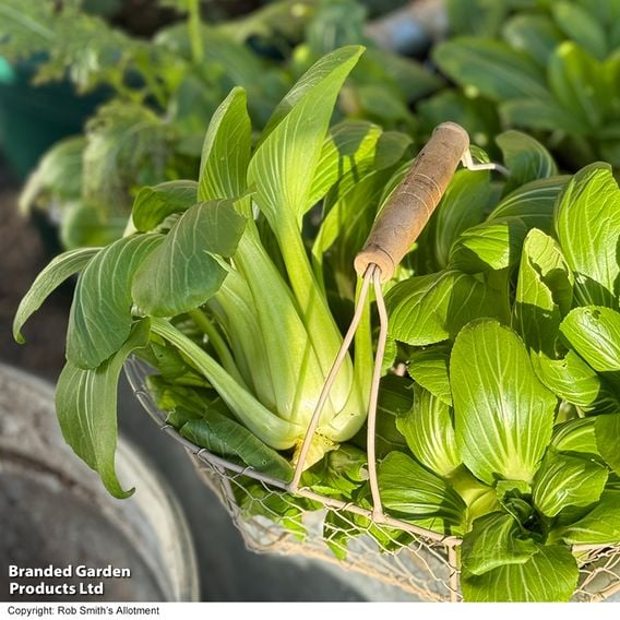 Pak Choi 'Goku' F1 - Gourmet Veg Seeds