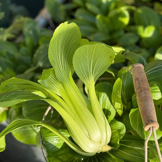 Pak Choi 'Goku' F1 - Gourmet Veg Seeds