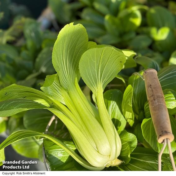 Pak Choi 'Goku' F1 - Gourmet Veg Seeds
