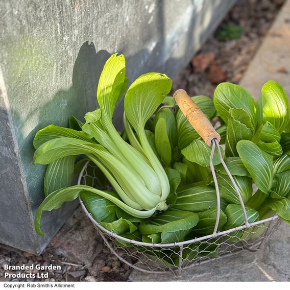 Pak Choi 'Goku' F1 - Gourmet Veg Seeds