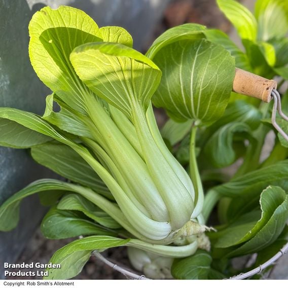 Pak Choi 'Goku' F1 - Gourmet Veg Seeds