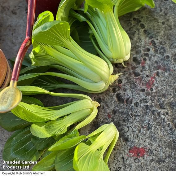 Pak Choi 'Goku' F1 - Gourmet Veg Seeds