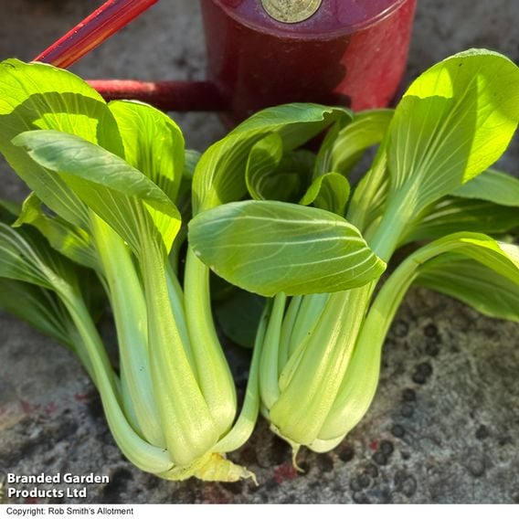 Pak Choi 'Goku' F1 - Gourmet Veg Seeds