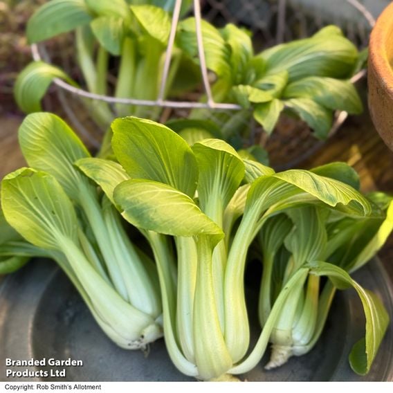 Pak Choi 'Goku' F1 - Gourmet Veg Seeds