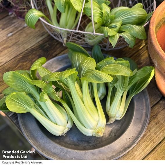 Pak Choi 'Goku' F1 - Gourmet Veg Seeds