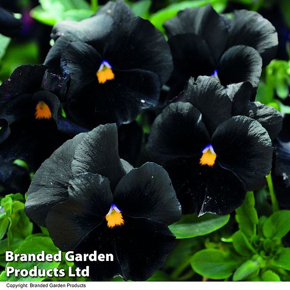 Pansy 'Atlas Black'