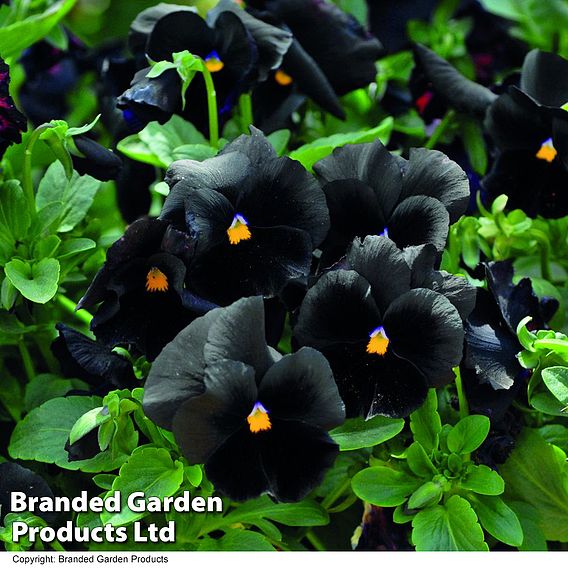 Pansy 'Atlas Black'