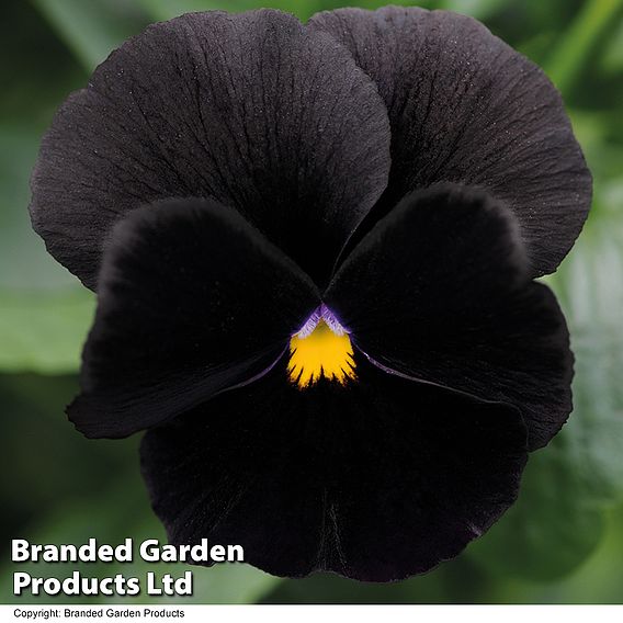 Pansy 'Atlas Black'