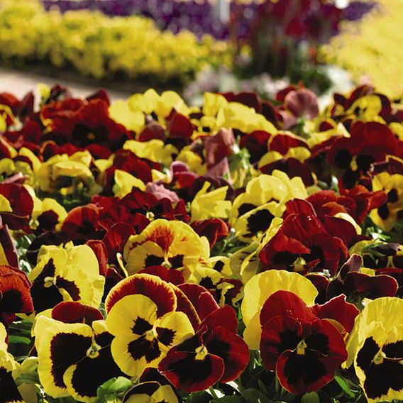 Pansy 'Autumn Blaze Mixed' (Garden Ready)