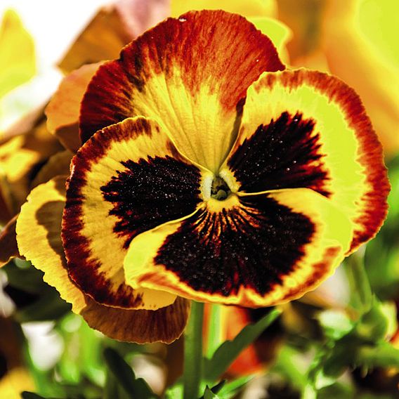 Pansy 'Autumn Blaze Mixed' (Garden Ready)