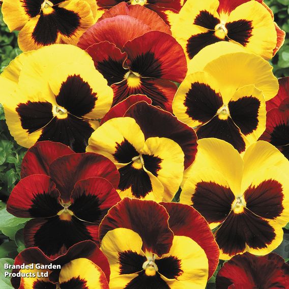 Pansy 'Autumn Blaze Mixed'