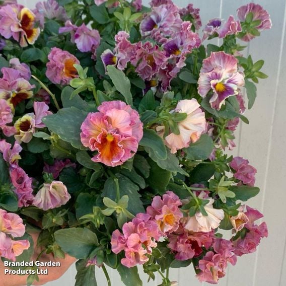 Pansy 'Chianti Shades' F1 - Seeds