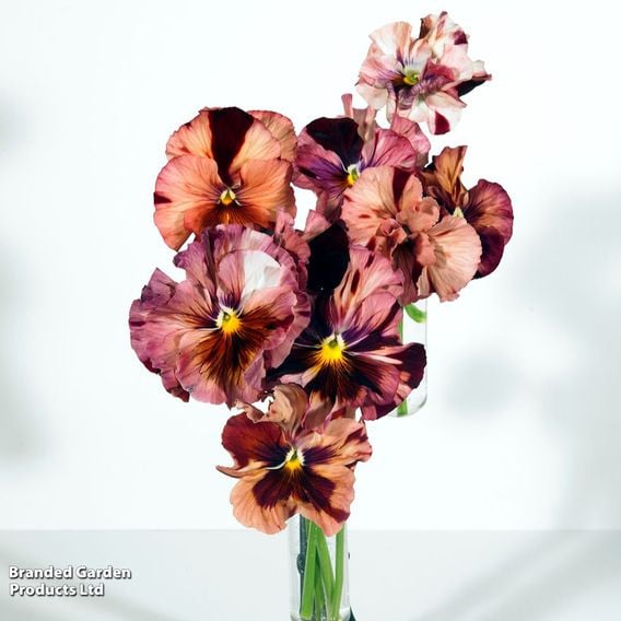 Pansy 'Chianti Shades' F1 - Seeds