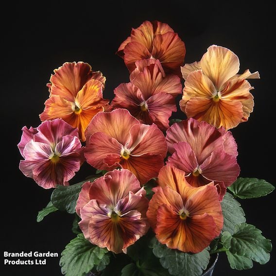 Pansy 'Chianti Shades' F1 - Seeds