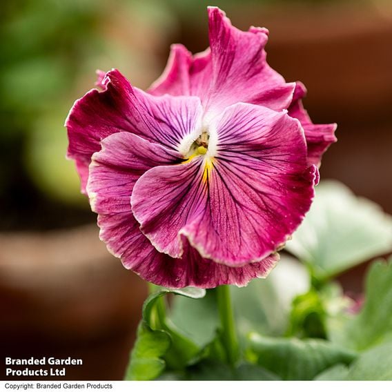 Pansy 'Chianti Shades' F1 - Seeds