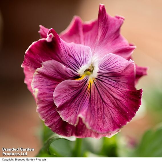 Pansy 'Chianti Shades' F1 - Seeds