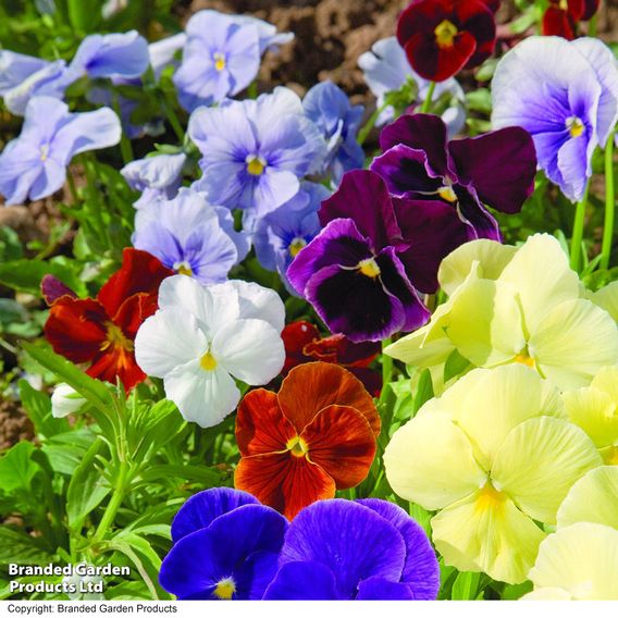 Pansy 'Clear Crystal Mix'