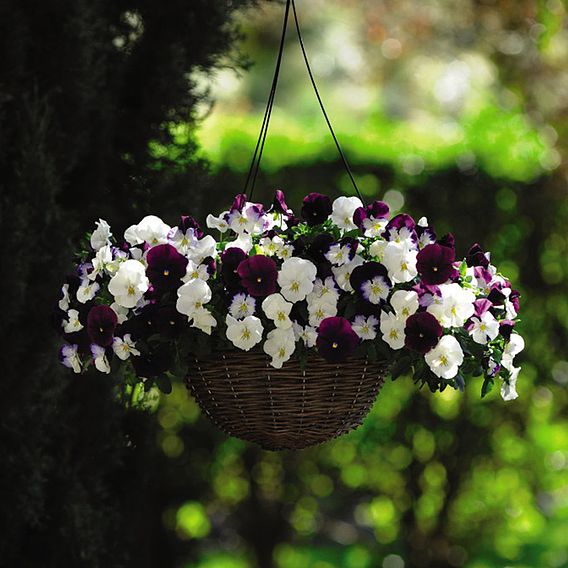 Pansy 'Coolwave Berries 'n' Cream Mix'