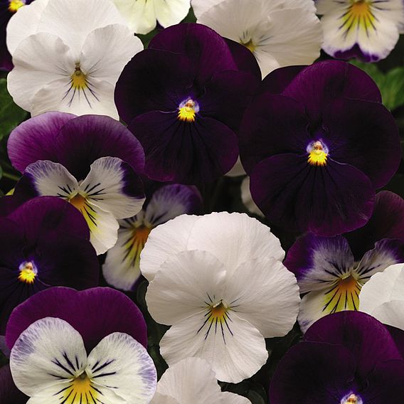 Pansy 'Coolwave Berries 'n' Cream Mix'