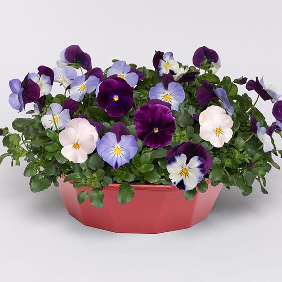 Pansy 'Coolwave Berries 'n' Cream Mix'