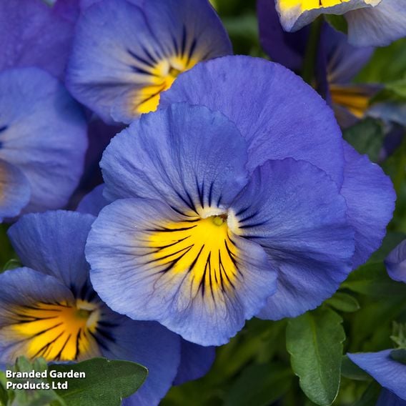 Pansy 'Coolwave Blue Skies'