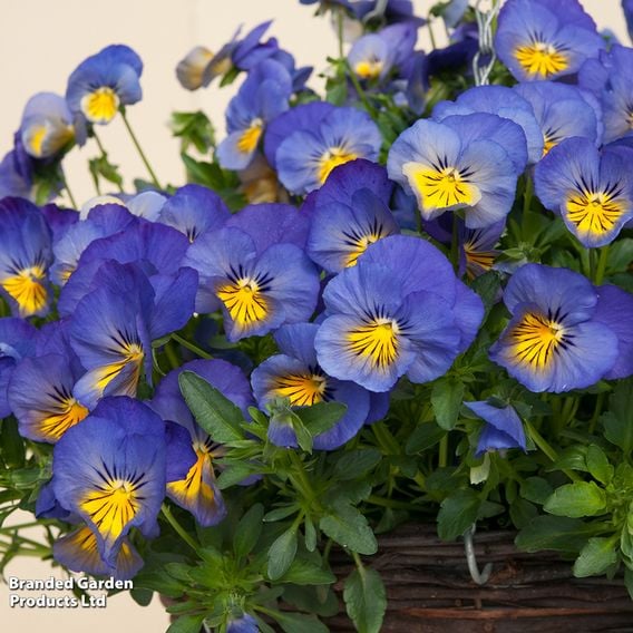 Pansy 'Coolwave Blue Skies'