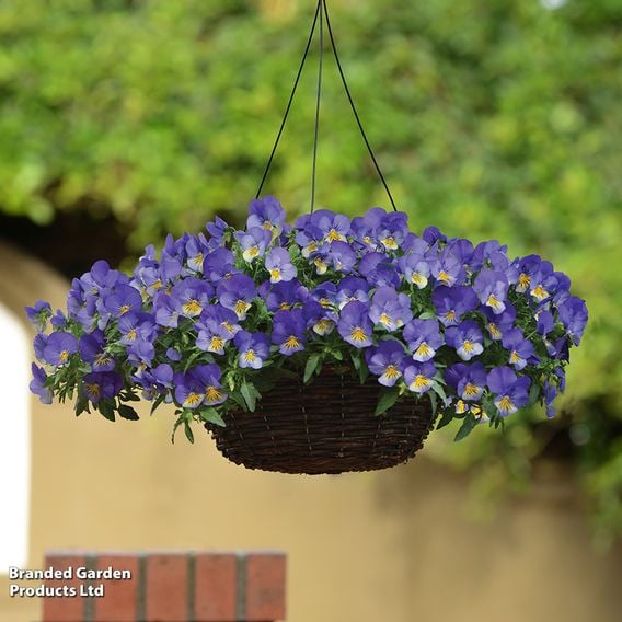 Pansy 'Coolwave Blue Skies'