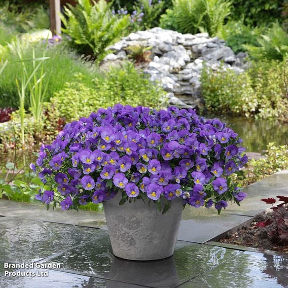 Pansy 'Coolwave Blue Skies'