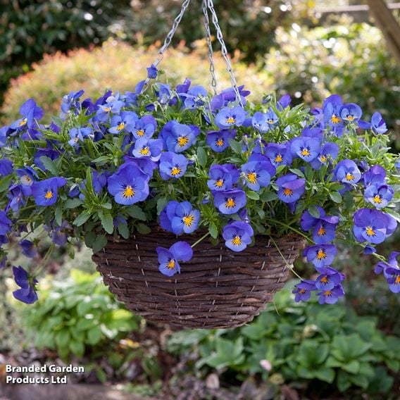 Pansy 'Coolwave Blue Skies'