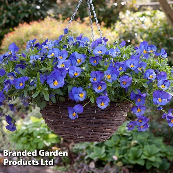 Pansy Coolwave Collection