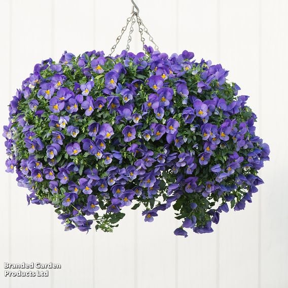 Pansy 'Coolwave Blue Skies'