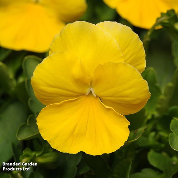 Pansy 'Coolwave Yellow'