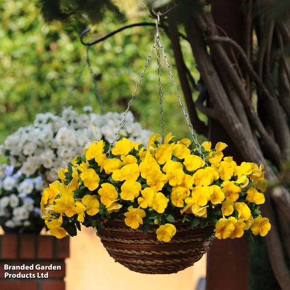 Pansy 'Coolwave Yellow'