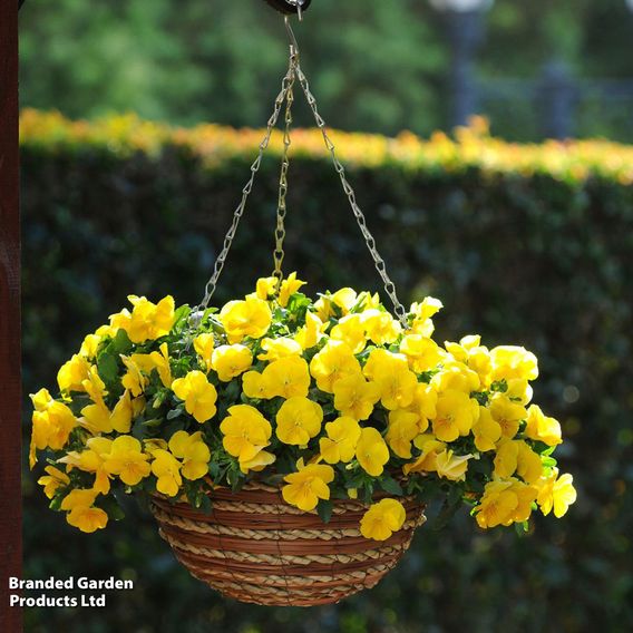 Pansy 'Coolwave Yellow'
